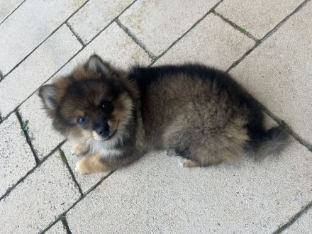 Kleinspitz sucht neues zuhause