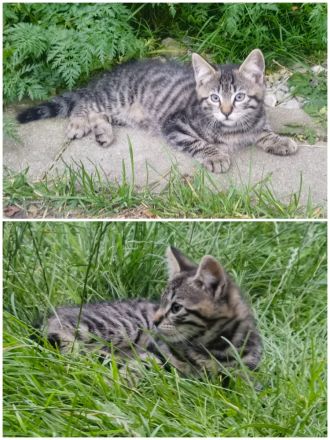 Kätzchen suchen Bestplatz