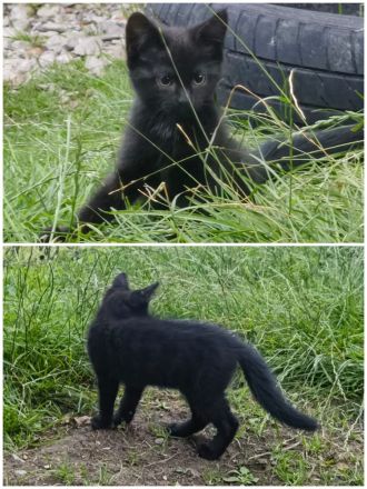 Kätzchen suchen Bestplatz