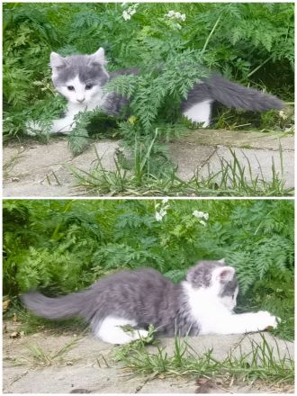 Kätzchen suchen Bestplatz