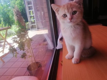 British Shorthair Kätzchen - reinrassig & weibchen