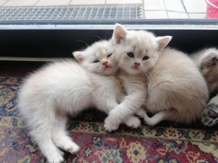 British Shorthair Kätzchen - reinrassig & weibchen