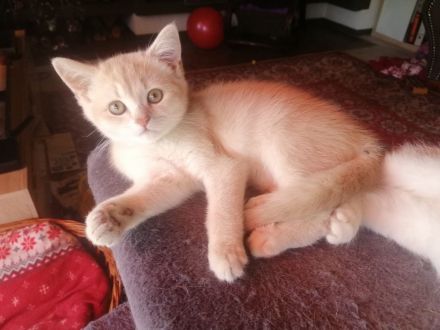 British Shorthair Kätzchen - reinrassig & weibchen