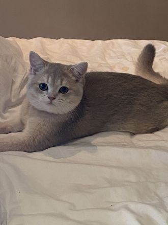 British Shorthair Kätzchen - reinrassig & weibchen