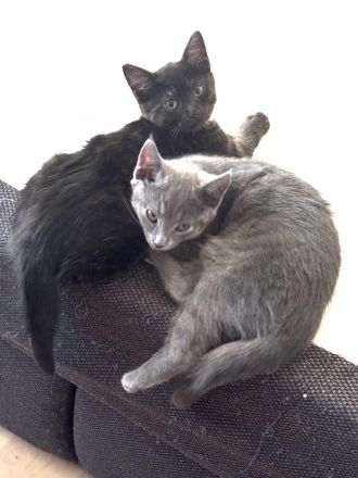 Main-Coon/Ragdoll - BKH kitten