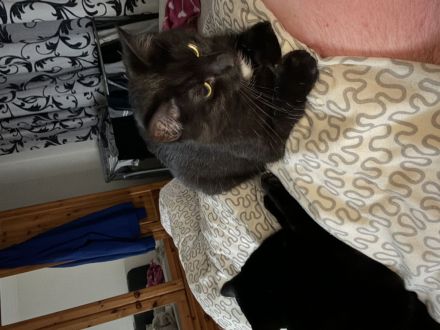 Main-Coon/Ragdoll - BKH kitten