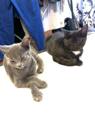 Main-Coon/Ragdoll - BKH kitten