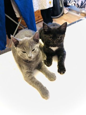 Main-Coon/Ragdoll - BKH kitten