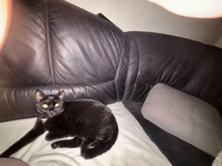 Main-Coon/Ragdoll - BKH kitten