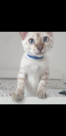 Bengal Kater kitten