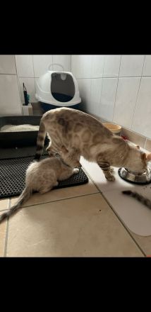 Bengal Kater kitten