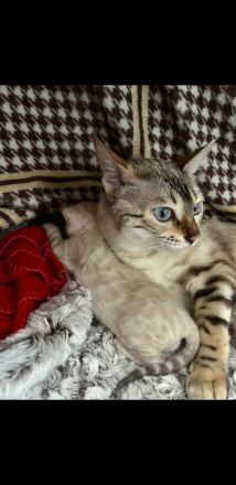 Bengal Kater kitten