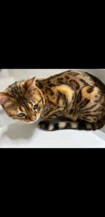 Bengal Kater kitten