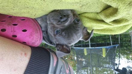 Französische Bulldogge Welpe Rüde