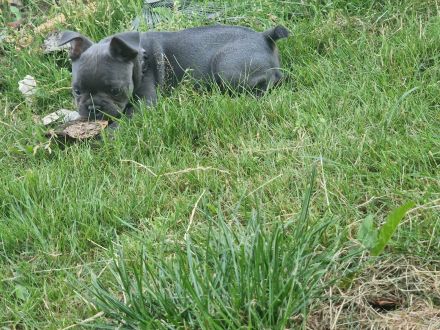 Französische Bulldogge Welpe Rüde