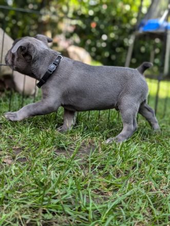 Französische Bulldogge Welpe Rüde