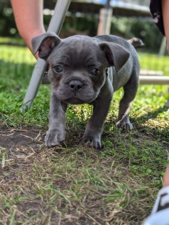 Französische Bulldogge Welpe Rüde