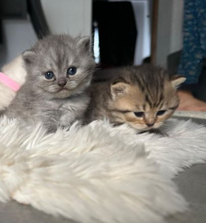 Bkh kitten sind reservierbereit