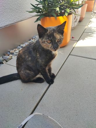 Katze zu verschenken