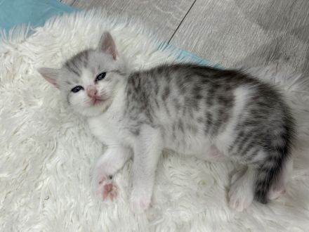 Bkh kitten