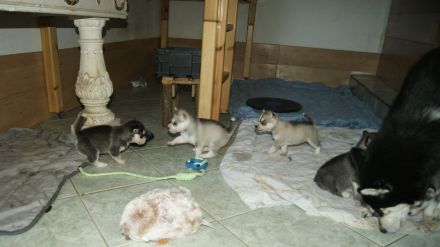 Reinrassige Siberian Husky Welpen mit Ahnentafel
