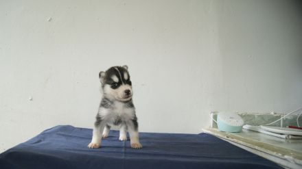 Reinrassige Siberian Husky Welpen mit Ahnentafel