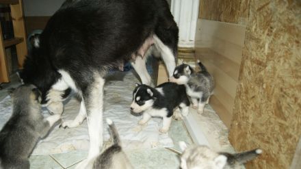 Reinrassige Siberian Husky Welpen mit Ahnentafel