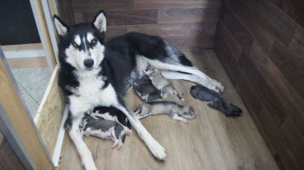 Reinrassige Siberian Husky Welpen mit Ahnentafel