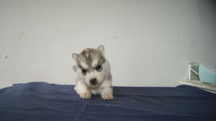 Reinrassige Siberian Husky Welpen mit Ahnentafel