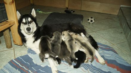 Reinrassige Siberian Husky Welpen mit Ahnentafel