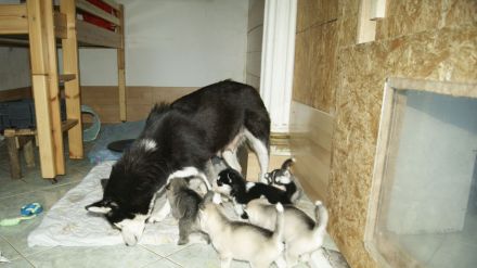 Reinrassige Siberian Husky Welpen mit Ahnentafel