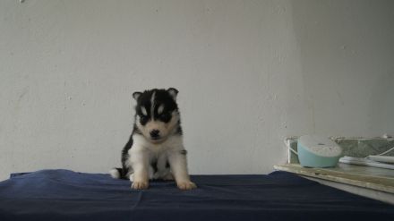 Reinrassige Siberian Husky Welpen mit Ahnentafel