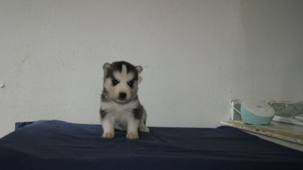Reinrassige Siberian Husky Welpen mit Ahnentafel