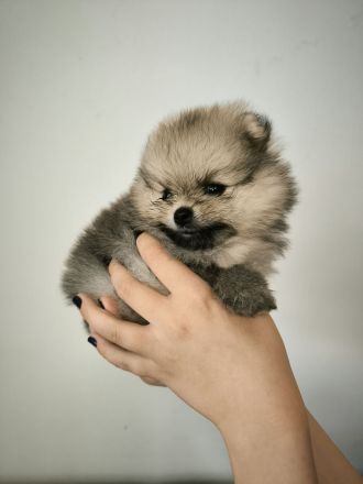 Pomeranian Spitz Welpen