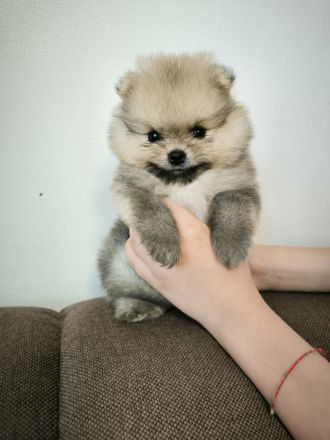 Pomeranian Spitz Welpen