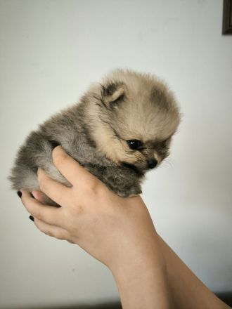 Pomeranian Spitz Welpen