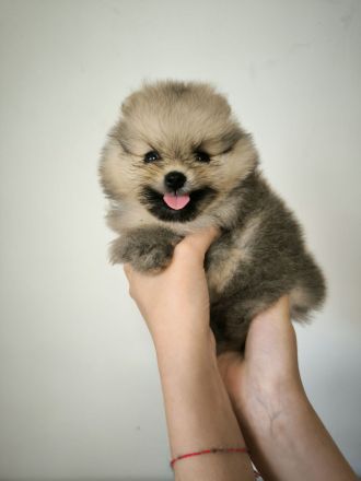 Pomeranian Spitz Welpen