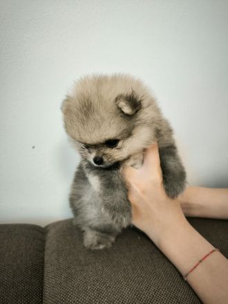 Pomeranian Spitz Welpen