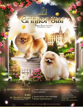 Pomeranian Spitz Welpen