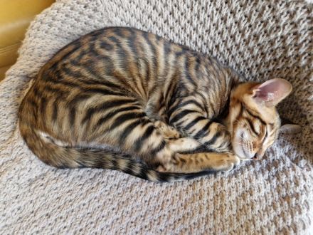 Toyger Exklusiv- Kitten
