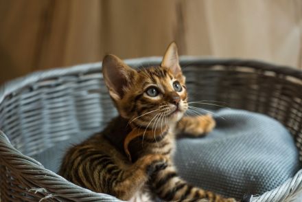 Toyger Exklusiv- Kitten