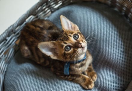 Toyger Exklusiv- Kitten