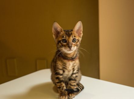 Toyger Exklusiv- Kitten