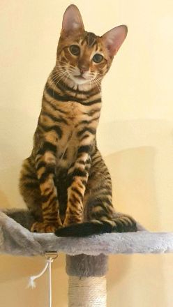 Toyger Exklusiv- Kitten
