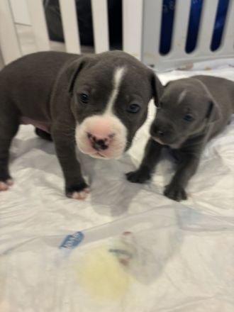 Wunderschöne und kräftige American Stafford Terrier Welpen abzugeben