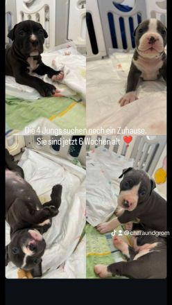 Wunderschöne und kräftige American Stafford Terrier Welpen abzugeben