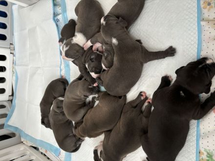 Wunderschöne und kräftige American Stafford Terrier Welpen abzugeben