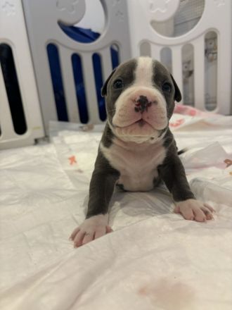 Wunderschöne und kräftige American Stafford Terrier Welpen abzugeben