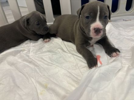 Wunderschöne und kräftige American Stafford Terrier Welpen abzugeben