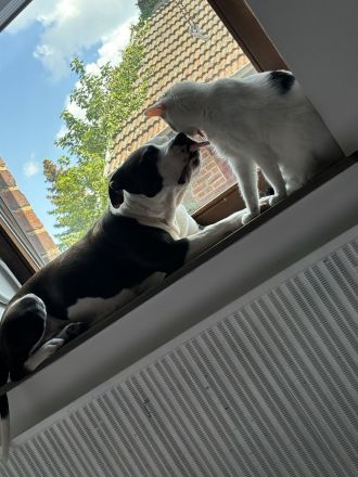 Wunderschöne und kräftige American Stafford Terrier Welpen abzugeben